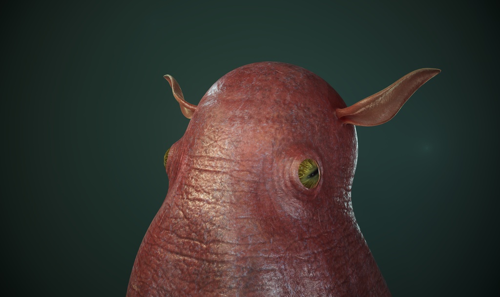 3Dモデル メンダコ