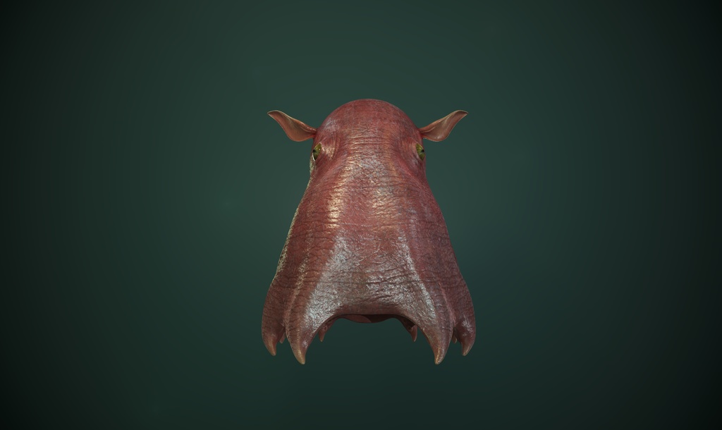 3Dモデル メンダコ