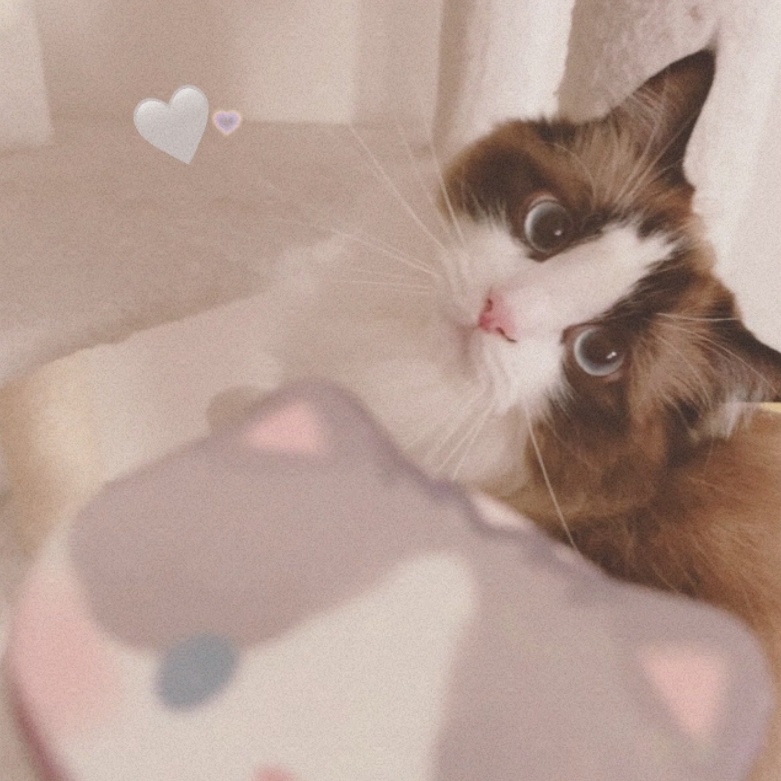 ┊雲ケ畑やや┊おそろいキラキラねこ缶バッチ☆⸝⋆※ややからのお手紙付き