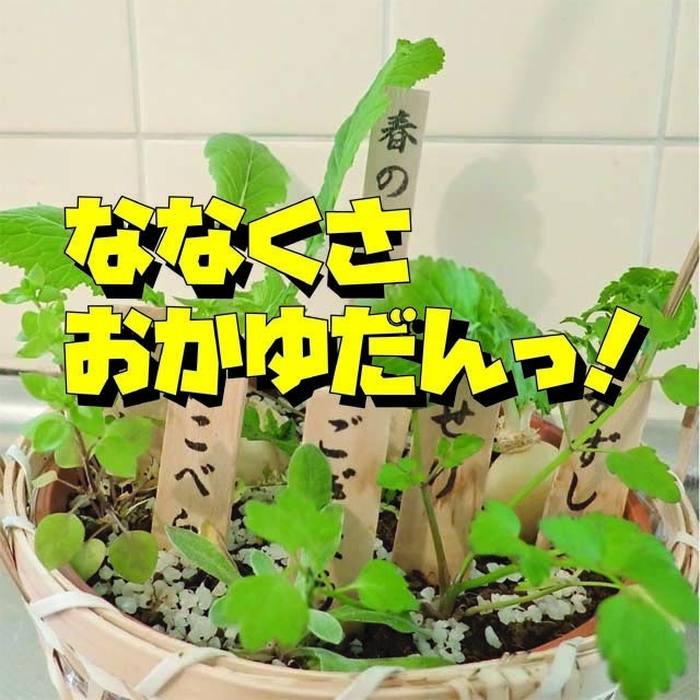 ななくさおかゆだんっ！
