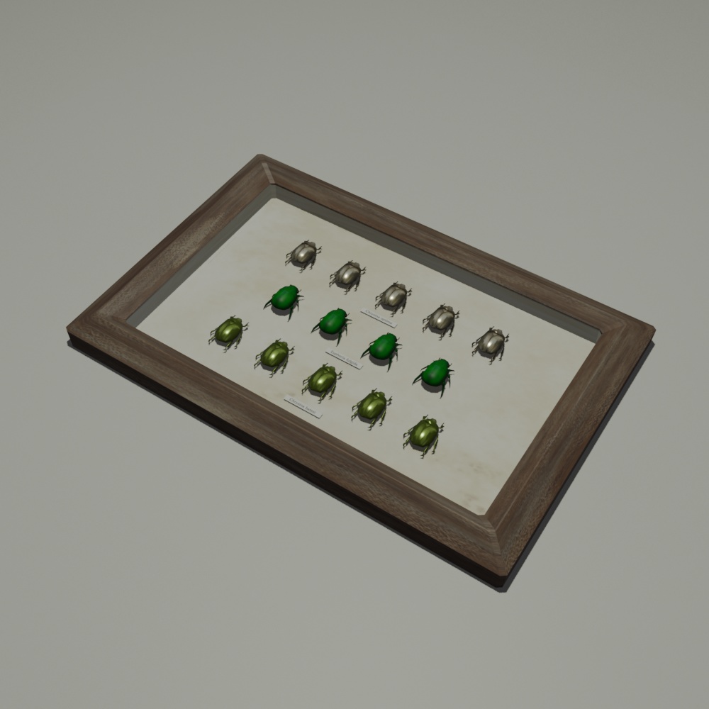 【3Dオブジェクト】コガネムシの標本
