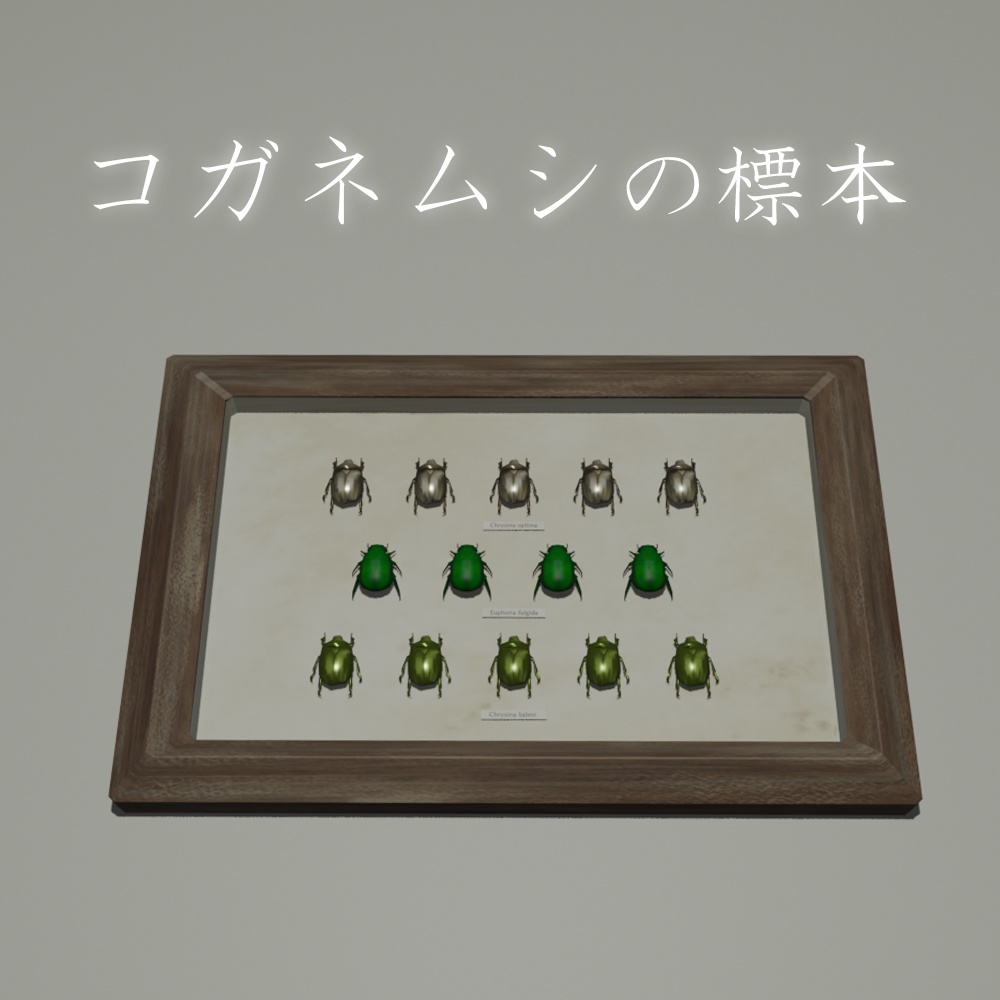 【3Dオブジェクト】コガネムシの標本