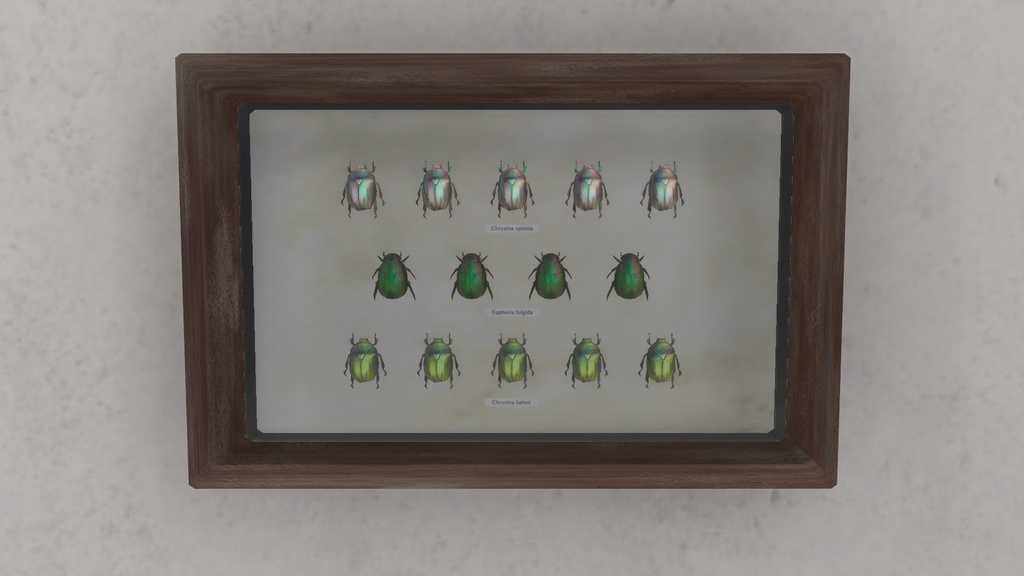 【3Dオブジェクト】コガネムシの標本