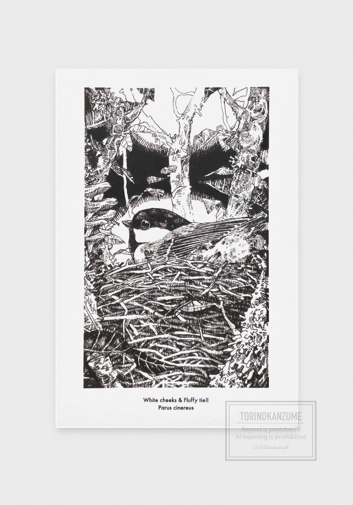 ポストカード　シジュウカラ