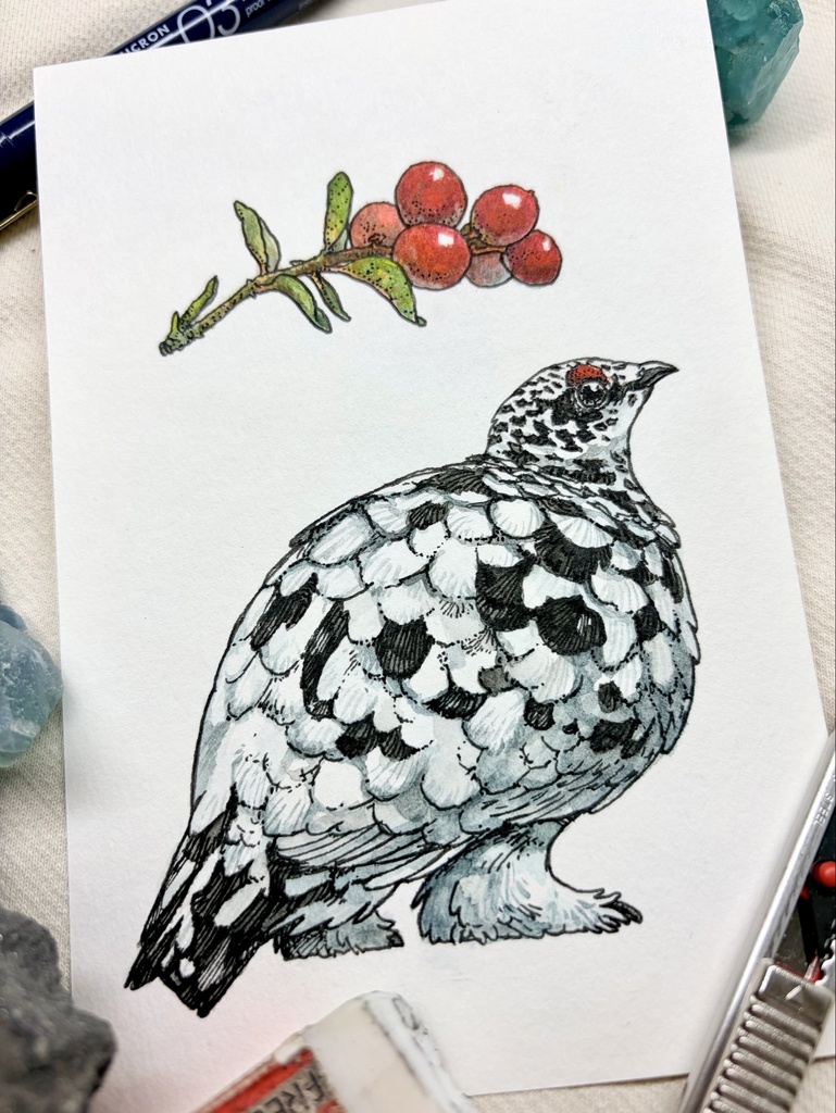 原画　コケモモとライチョウ