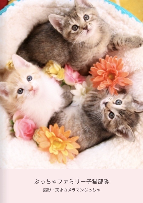 子猫フォトブック