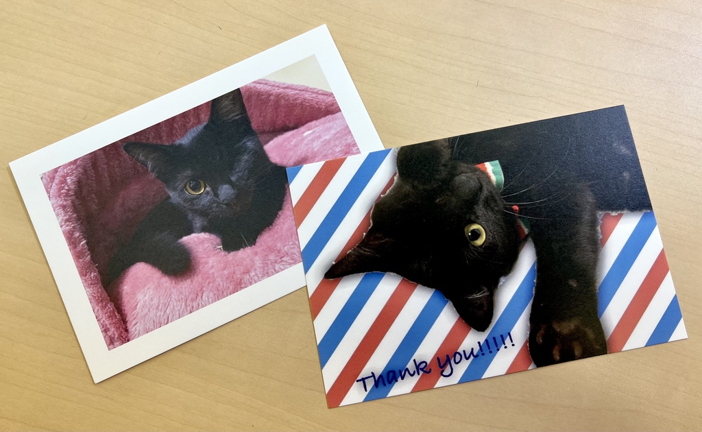 黒猫ルルちゃんポストカードセット