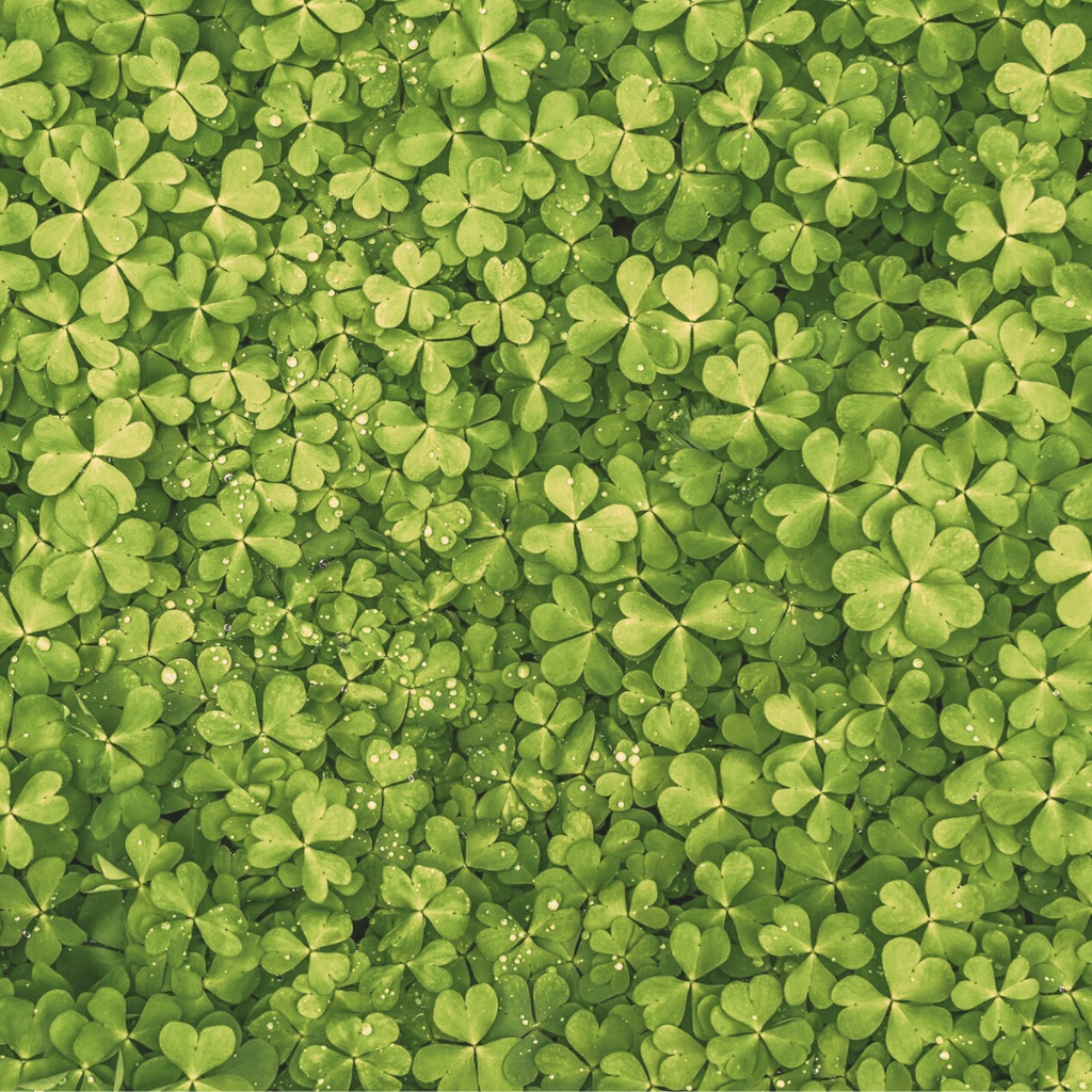 兆し - Before the Bloom / Yoh