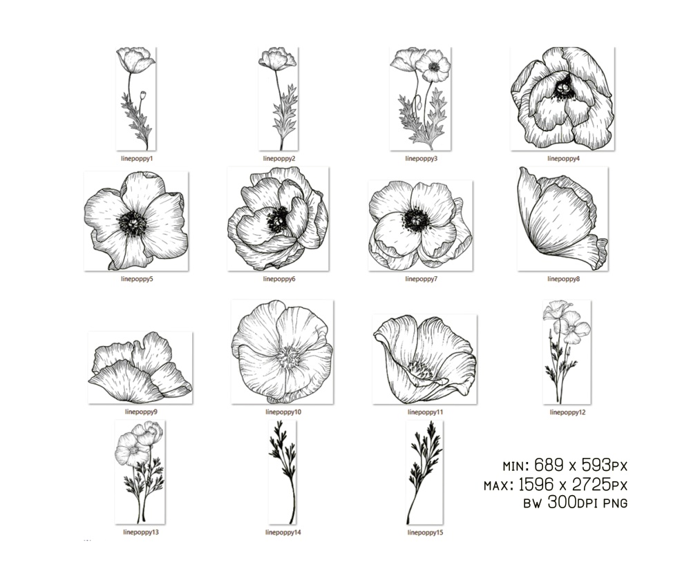 Poppy Flower Botanical Line, 15 transparent PNG Set