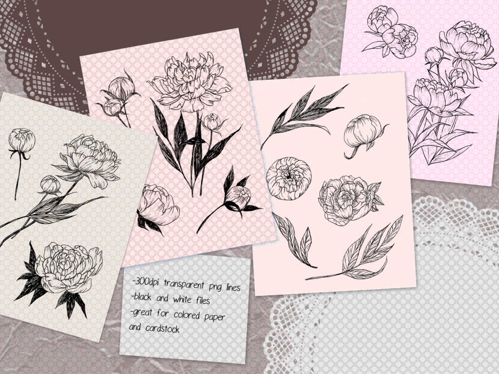 Peony Flower Botanical Lines, 15 Transparent PNG Set