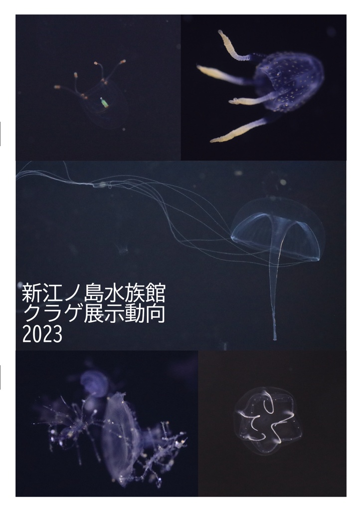 新江ノ島水族館クラゲ展示動向2023