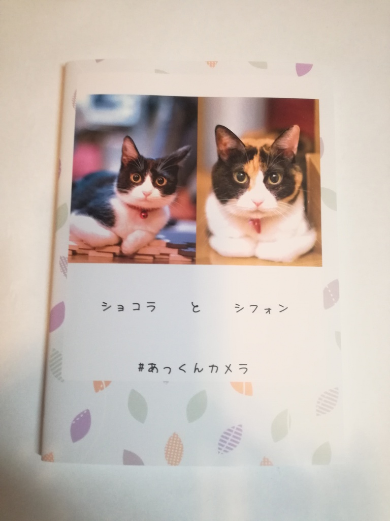 ショコラとシフォン#あっくんカメラ　猫写真集