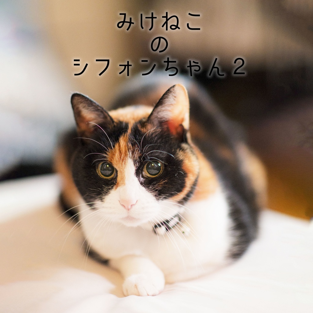 みけねこのシフォンちゃん２