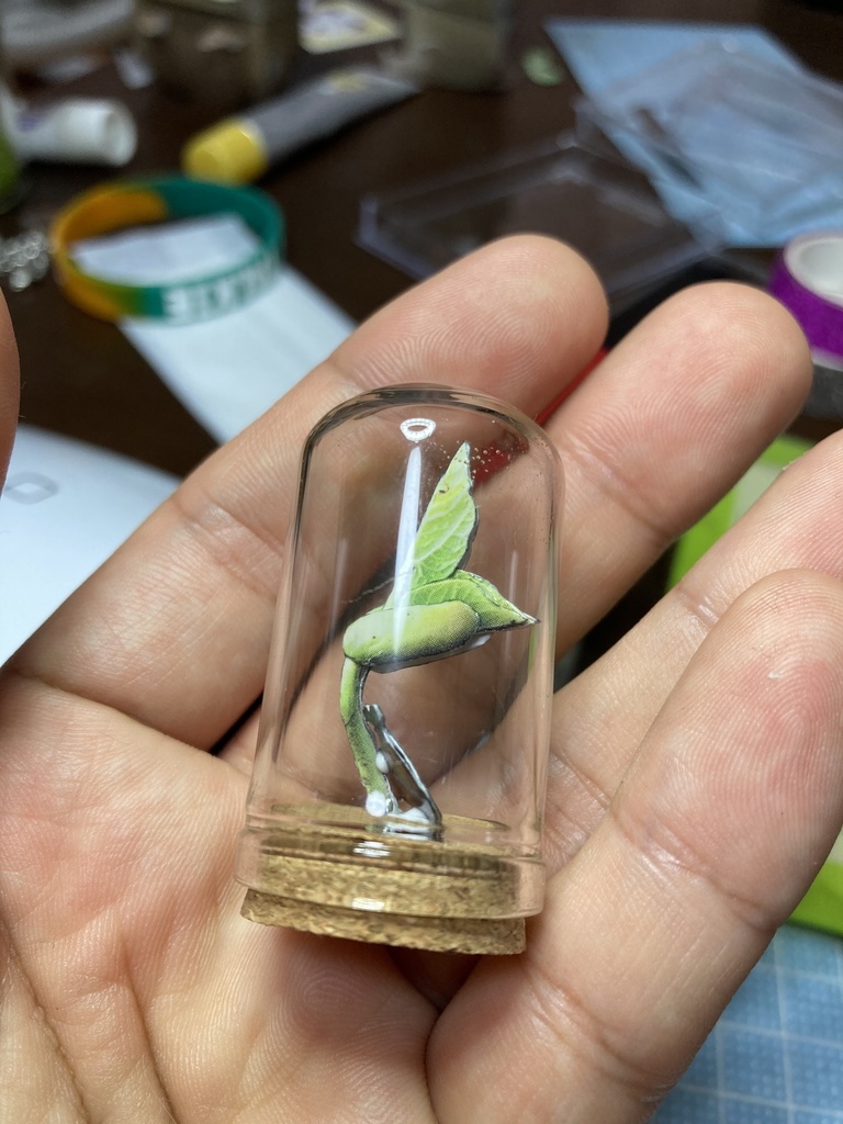 タネボウとエダマメの芽生えのガラスドーム