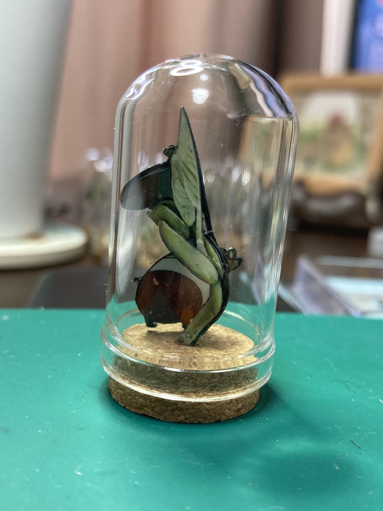 タネボウとエダマメの芽生えのガラスドーム