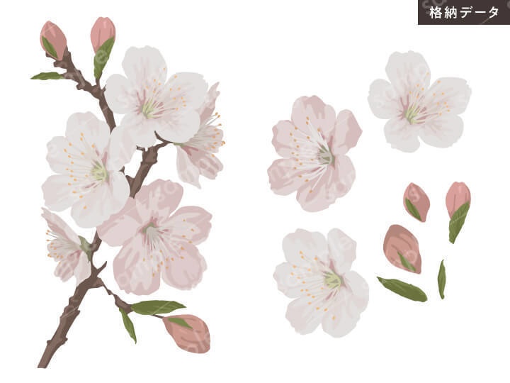 【春の花】白・ピンクの桜の花のリアル系ベクターイラスト【aiデータ】