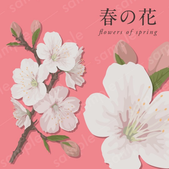 【春の花】白・ピンクの桜の花のリアル系ベクターイラスト【aiデータ】