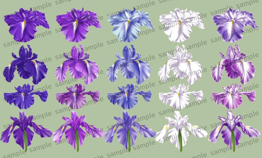 花菖蒲イラスト素材