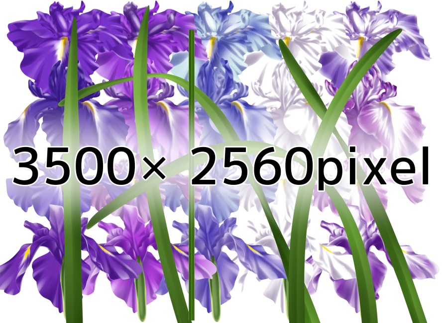 花菖蒲イラスト素材