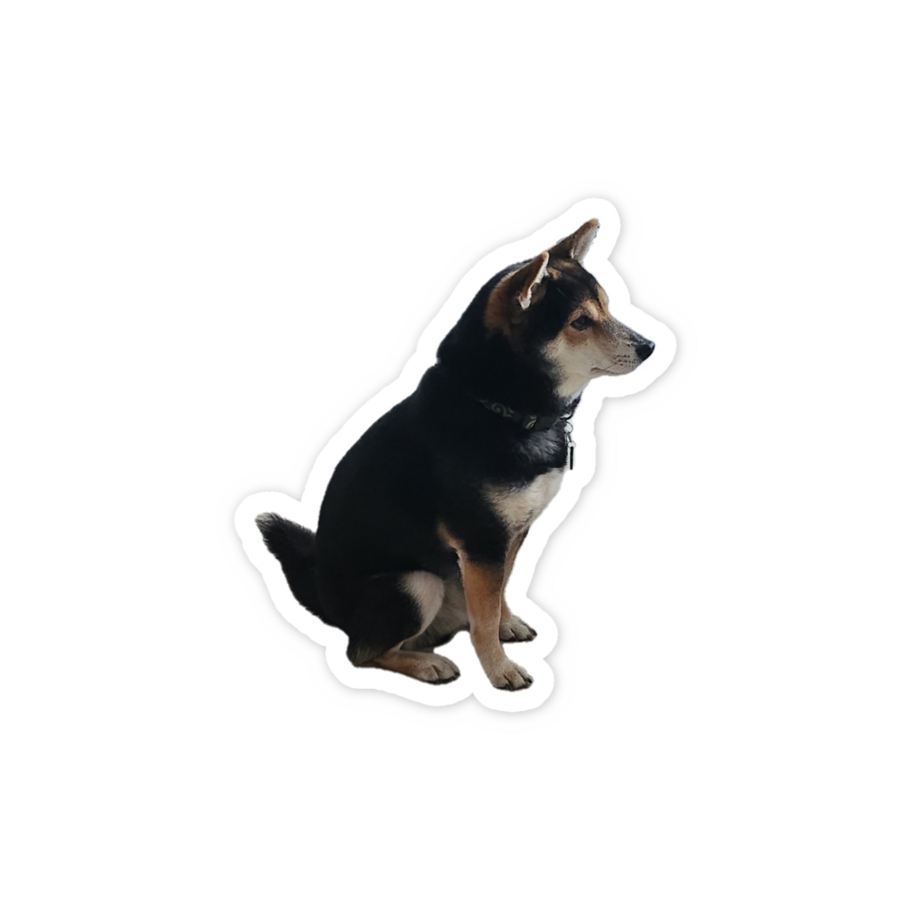 いぬ 凛々しくお座り