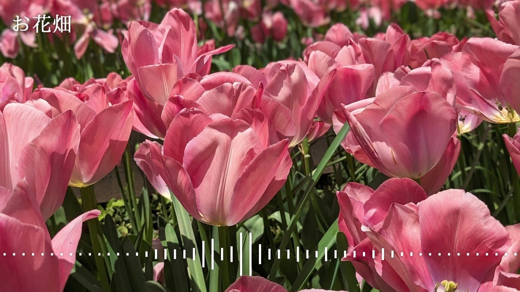 音楽素材『お花畑』BGM曲