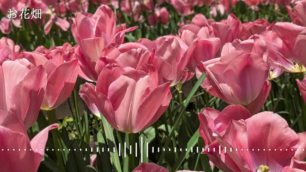 音楽素材『お花畑』BGM曲