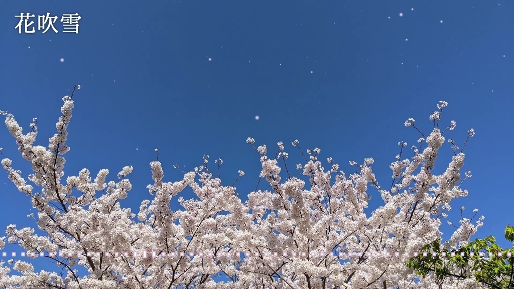 音楽素材『花吹雪』BGM曲
