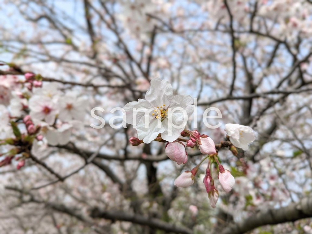 写真素材『桜』