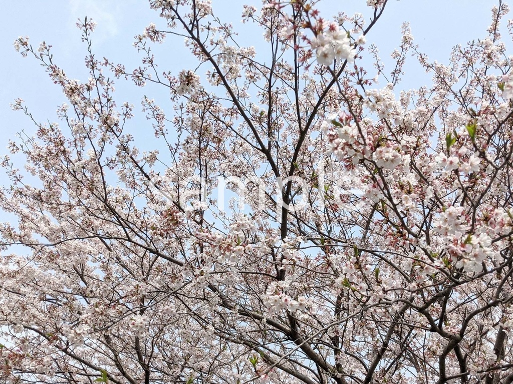 写真素材『桜3』