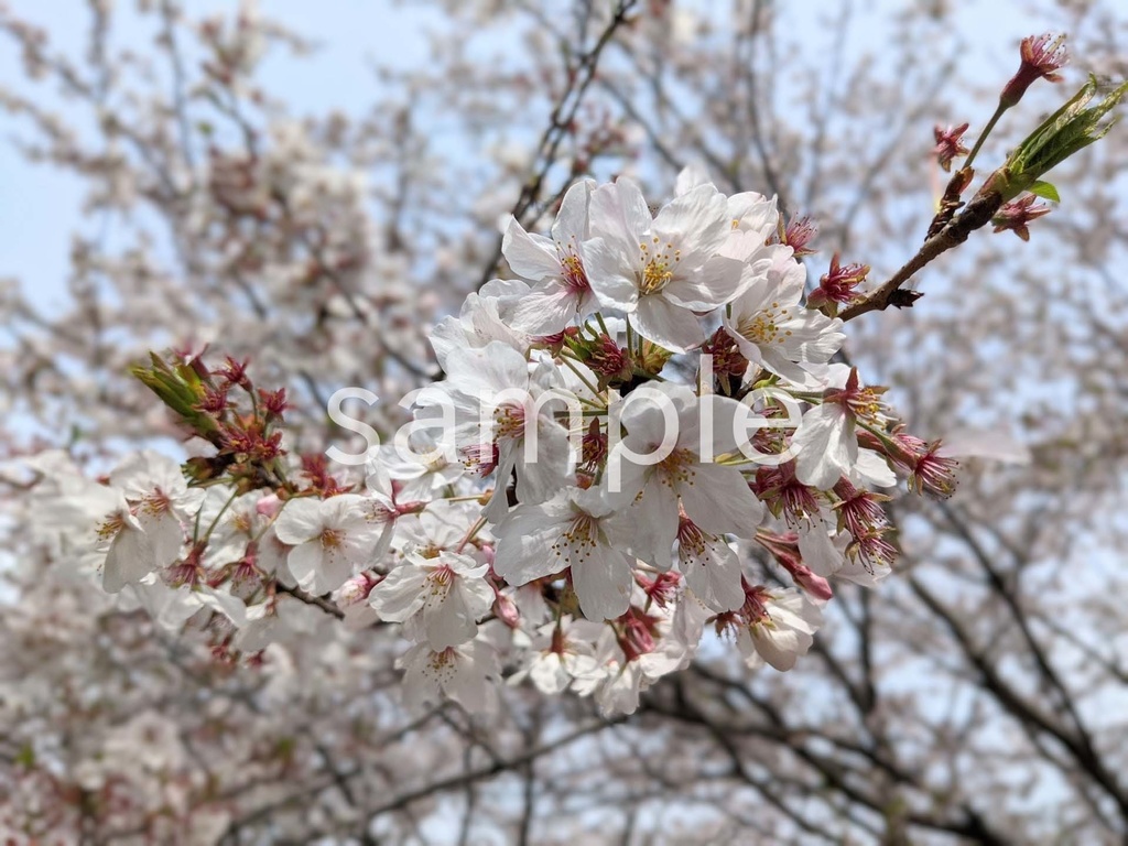 写真素材『桜2』