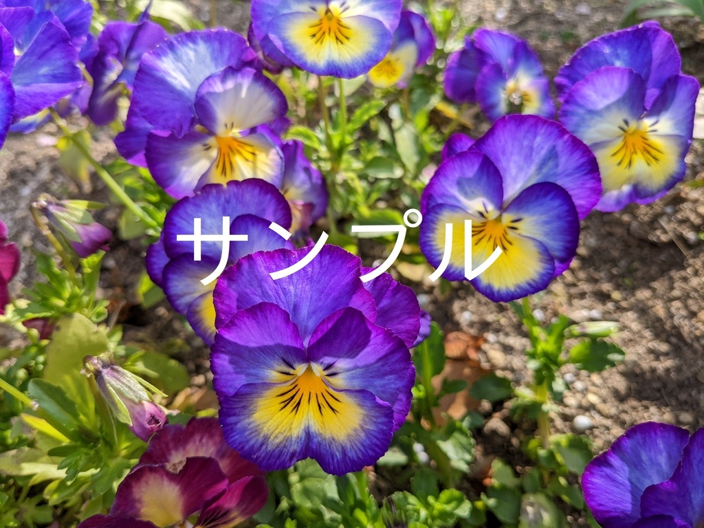写真素材 パンジー紫 優しい音楽 花の写真素材ショップ Koharuoto S Shop Booth