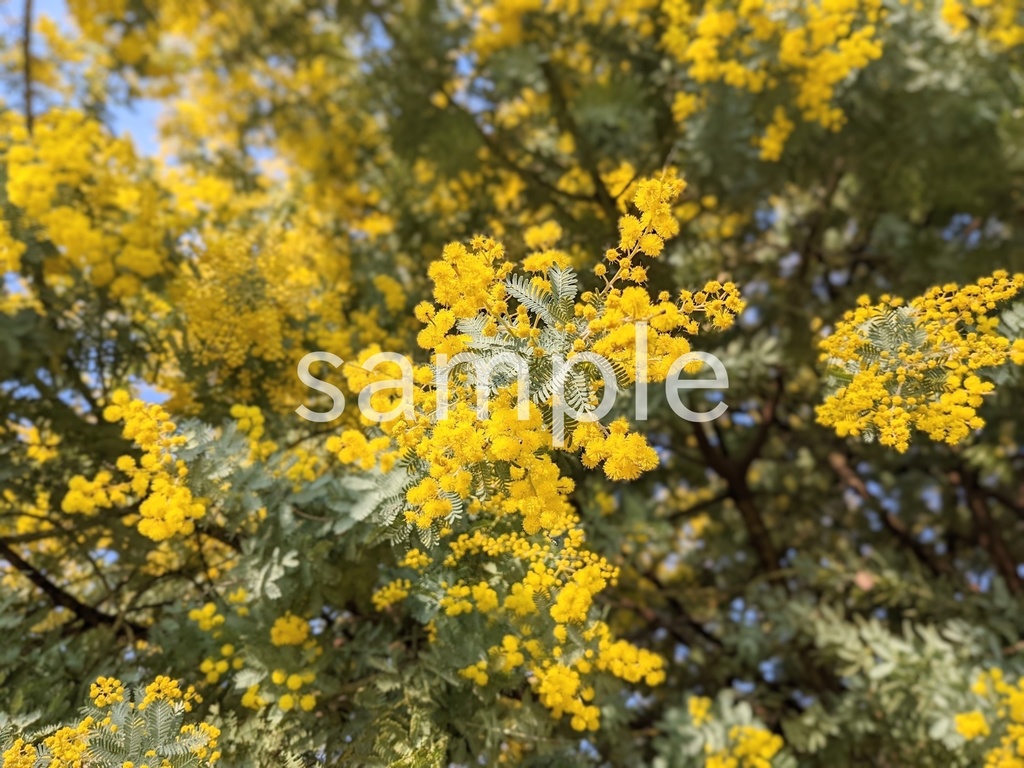 写真素材『ミモザ2』