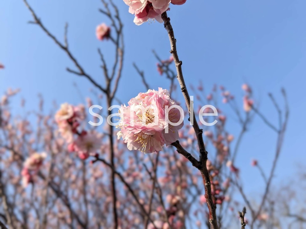 写真素材『八重咲きピンクの梅』