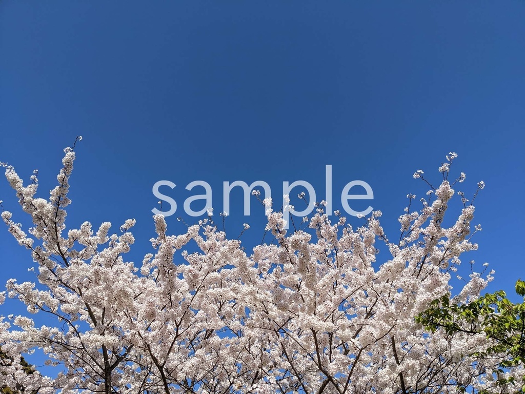 写真素材『桜4』