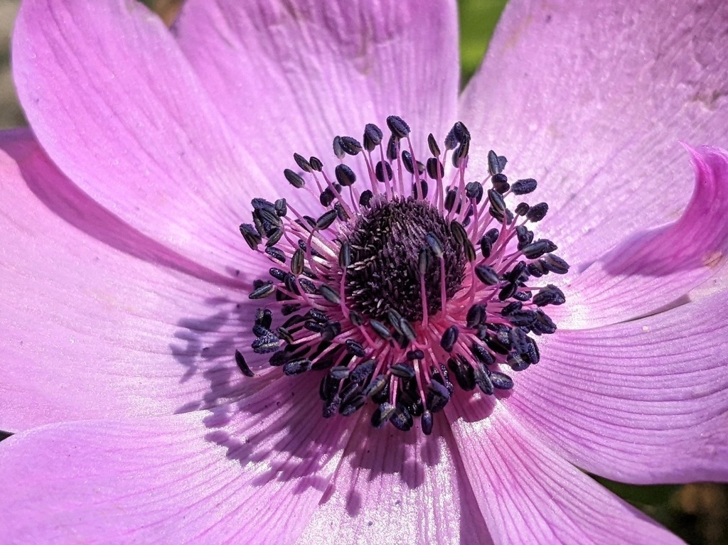 写真素材『紫のアネモネ2』フルHD対応