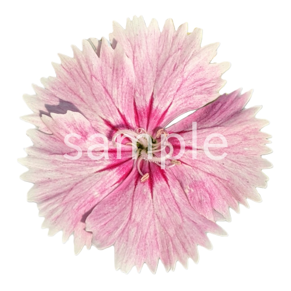 写真素材『ナデシコ(切り抜き)』