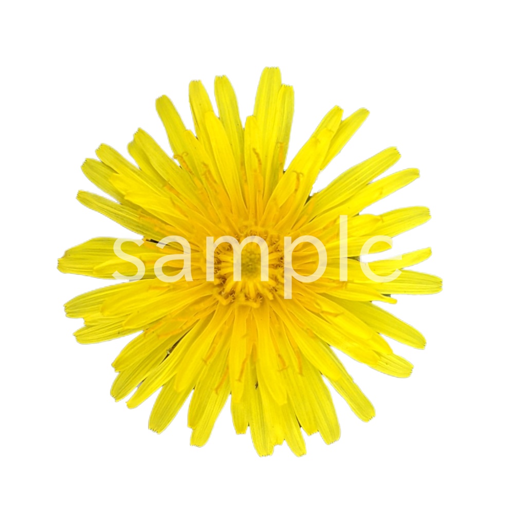 写真素材『タンポポ(切り抜き)』