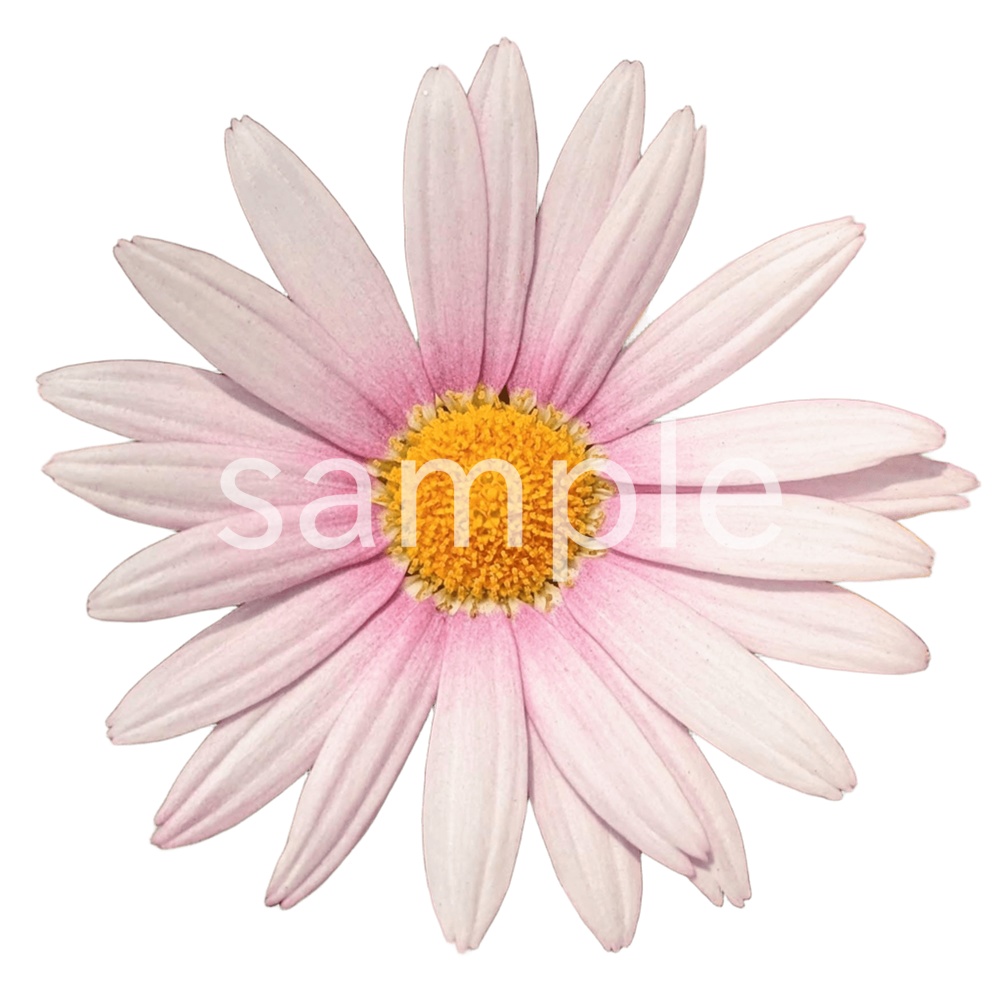 写真素材『ピンクのマーガレット(切り抜き)』