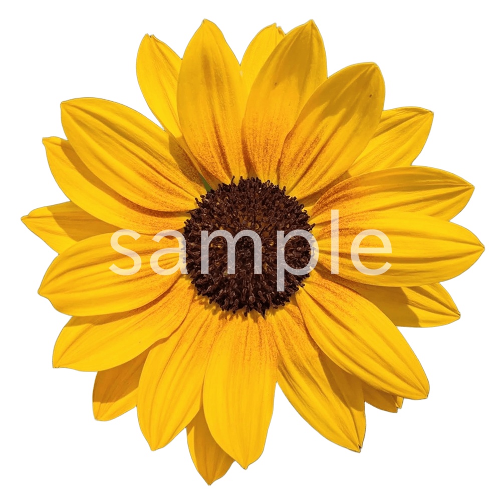 写真素材『ヒマワリ(切り抜き)』