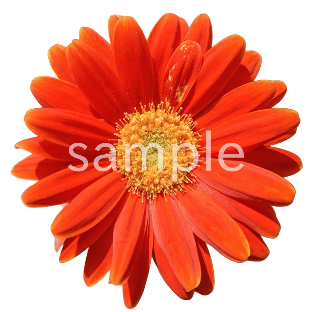 写真素材『オレンジのガーベラ(切り抜き)』