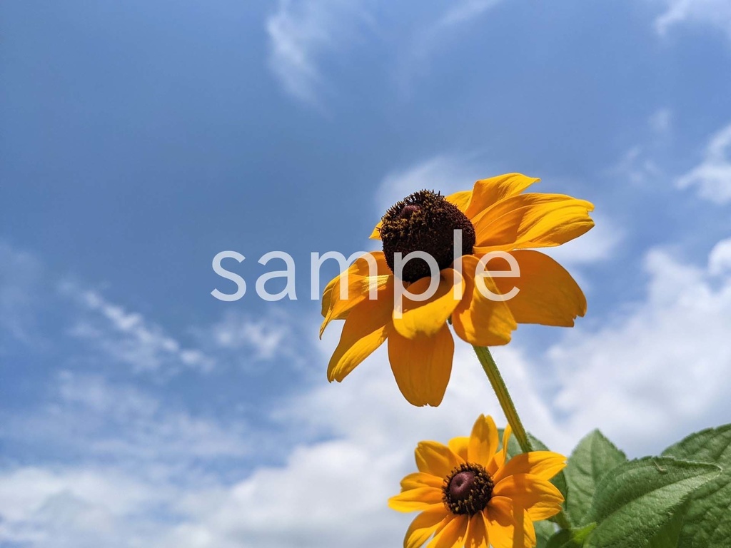 写真素材『空と黄色いルドベキア』