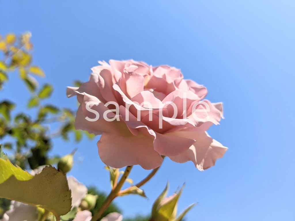写真素材『空とピンクのバラ』
