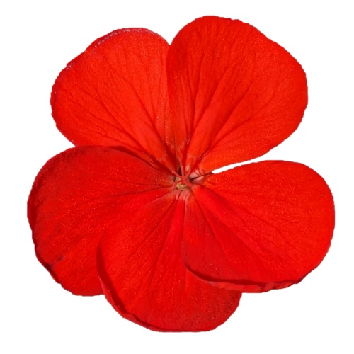 写真素材『ゼラニウム(切り抜き)』