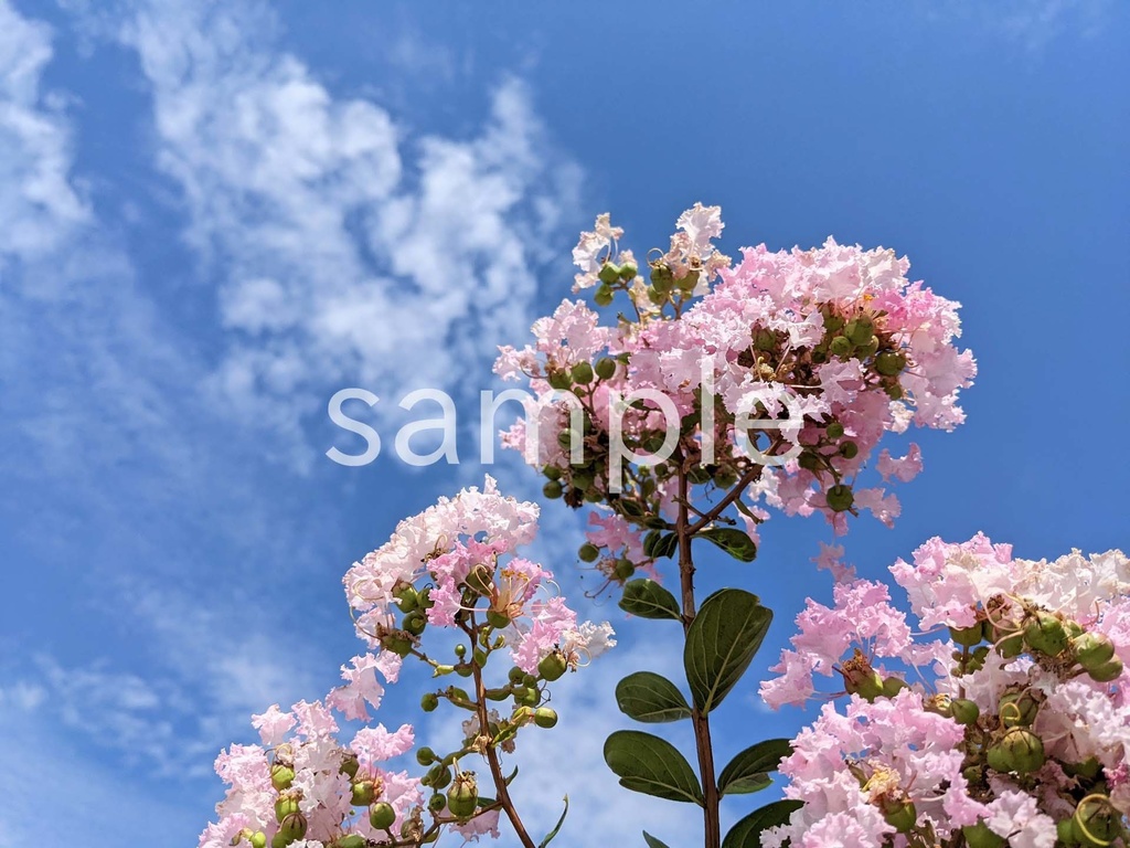 写真素材『空と薄ピンクのサルスベリ』