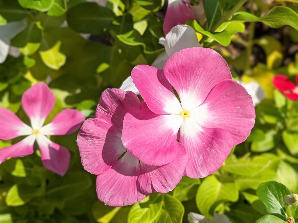 写真素材『ピンクのニチニチソウ』フルHD・4K対応