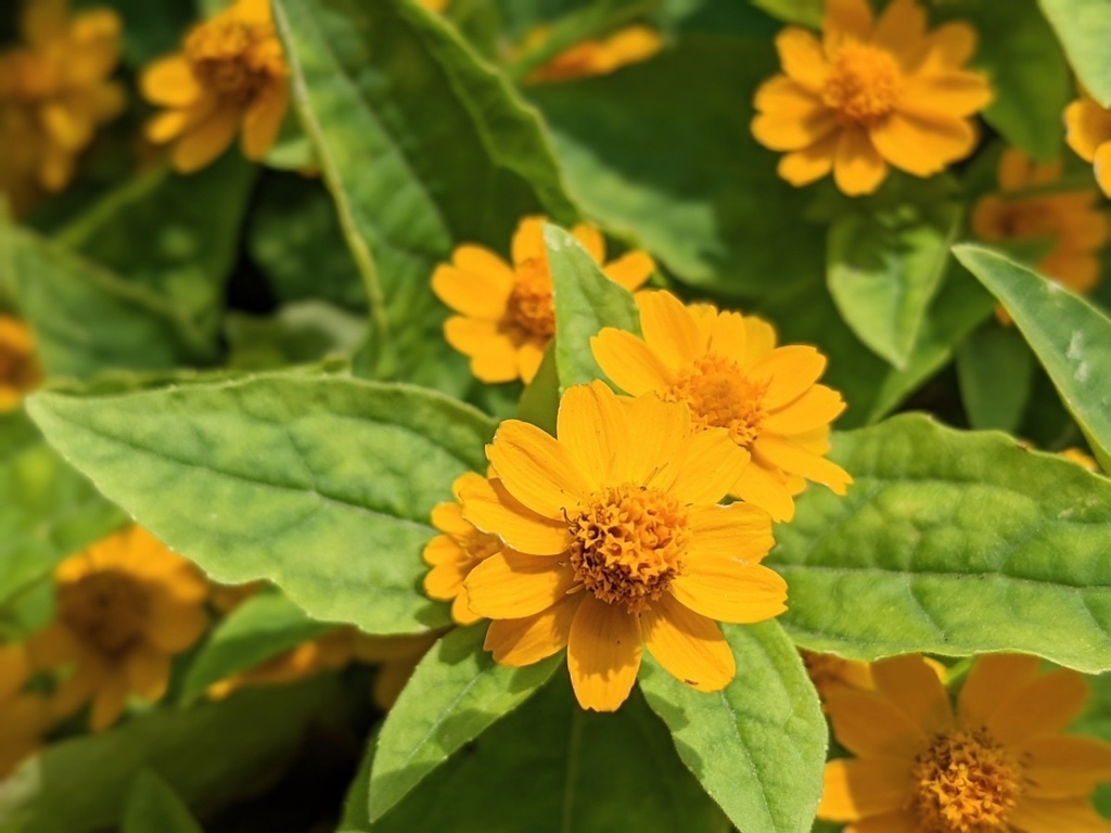 写真素材『メランポジウム』フルHD・4Kタオル