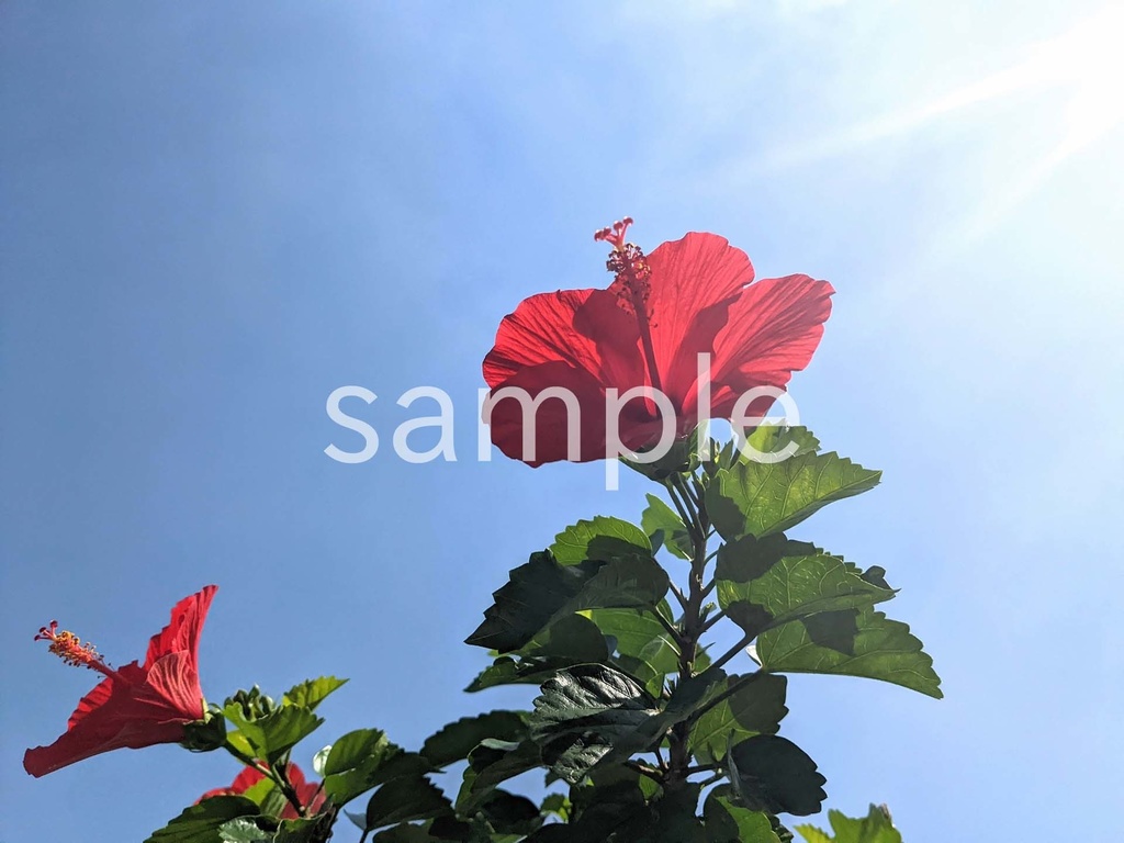 写真素材『空と逆光の赤いハイビスカス』