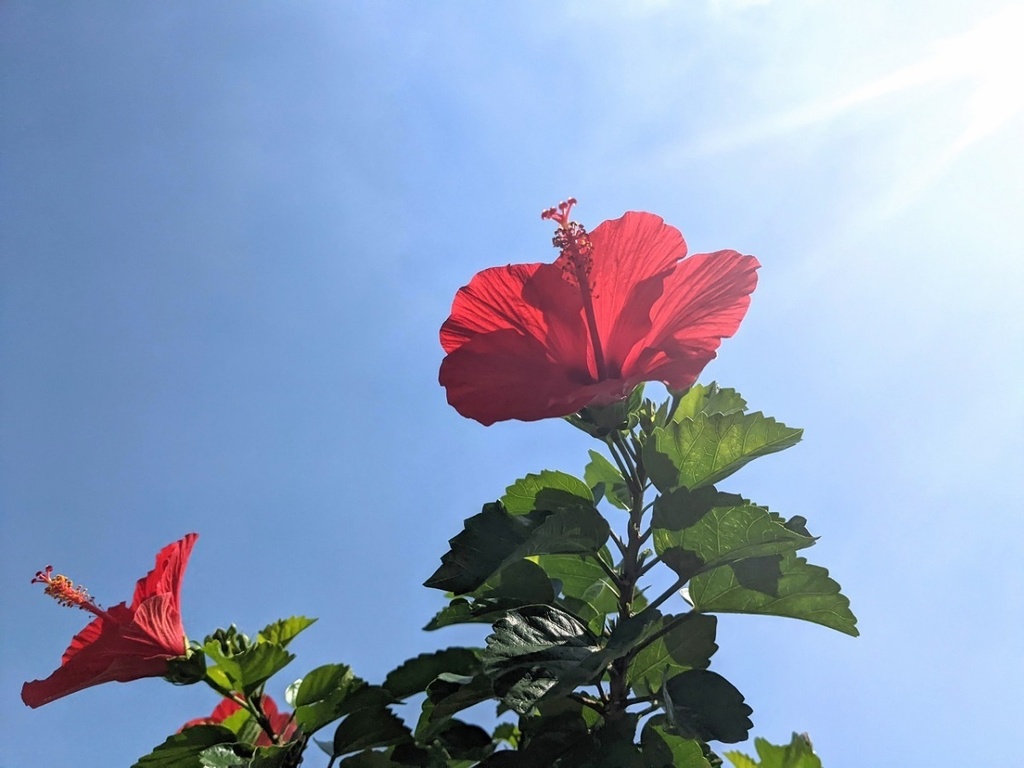 写真素材『空と逆光の赤いハイビスカス』フルHD・4K対応