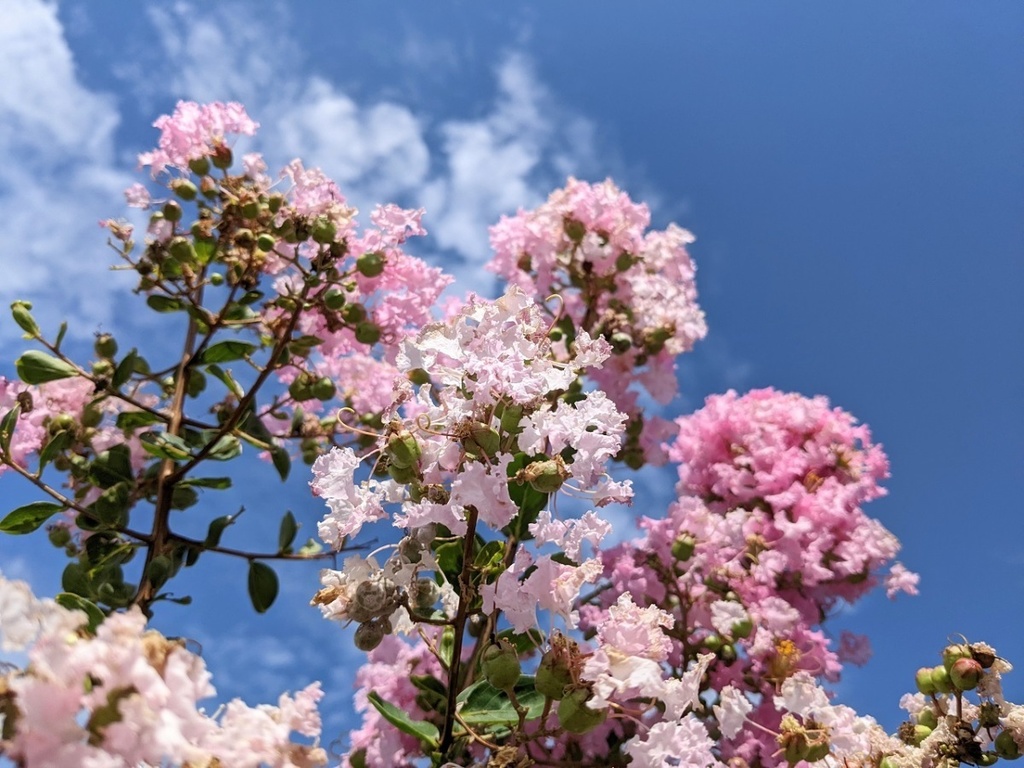 写真素材『空と薄ピンクのサルスベリ2』フルHD・4K対応