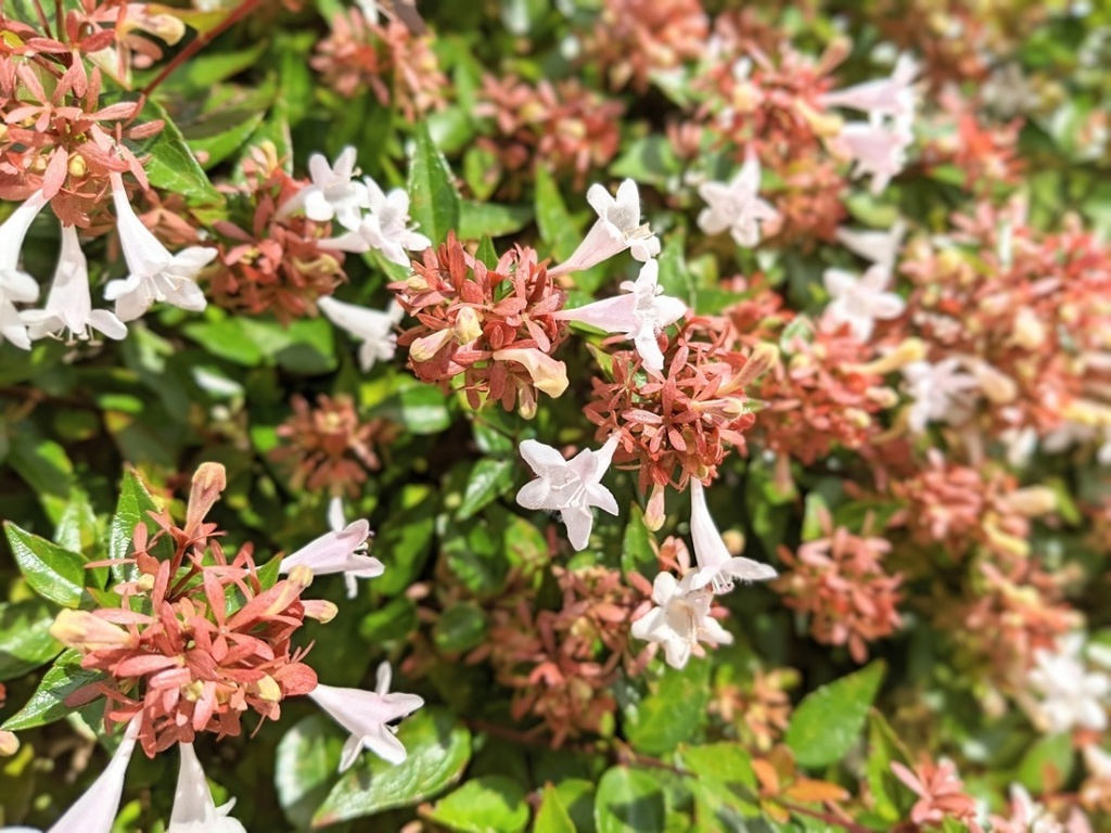 写真素材『アベリア1』